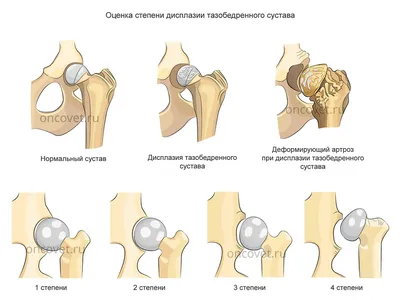 Болезни суставов у собак фотографии