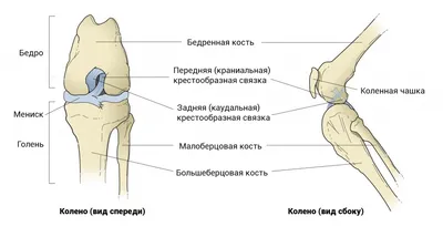 Впечатляющие картинки собак с проблемами суставов