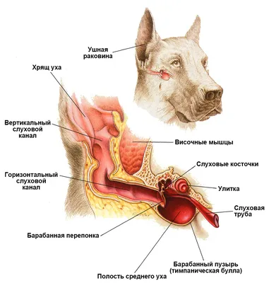 Болезни уха у собак на фото - советы по лечению