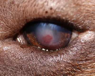 Болезни век у собак: яркие картинки в формате png