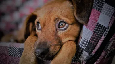 Болезни век у собак: изображения для использования как фон