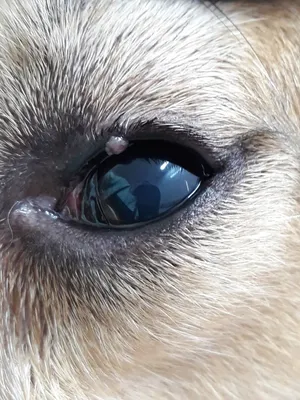 Фото с примерами болезней век у собак на экране вашего устройства