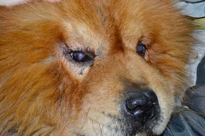 Фото болезней век у собак: разнообразные форматы для выбора