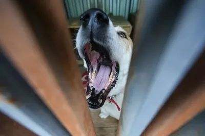 Невероятные истории больных собак в фотоформате