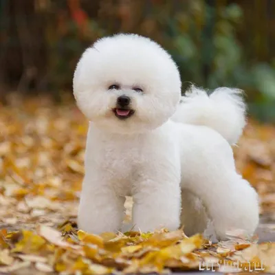 Белоснежные болоньез собаки: прекрасные картинки в высоком разрешении