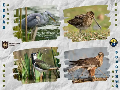 Экспресс-курс «Птицы на болоте»: за что кулик свое хвалит? |  greenbelarus.info