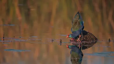 Васюганское болото: пять краснокнижных птиц уникального водоема • TOMSK.RU