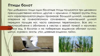Бесплатное изображение: утки, болото., естественная среда обитания,  болотных птиц, озеро, птица, вода, Дикая природа, Природа, на открытом  воздухе