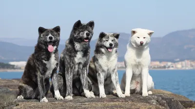 Большая японская собака фотографии