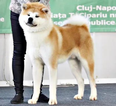 Фото Большой японской собаки в высоком разрешении