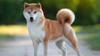 Изображение Большой японской собаки для скачивания в png