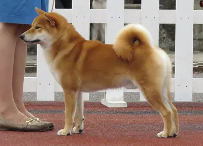 Обои с изображением Большой японской собаки для скачивания
