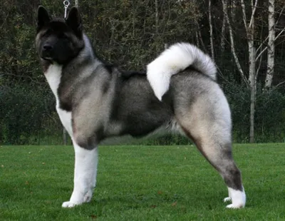 Большая японская собака: изображение с прекрасным фоном