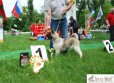 Большая японская собака: стильные фото для фона