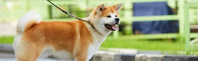 Большая японская собака на прекрасном фоне