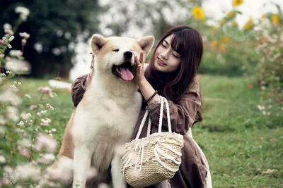 Большая японская собака: фотографии в высоком разрешении