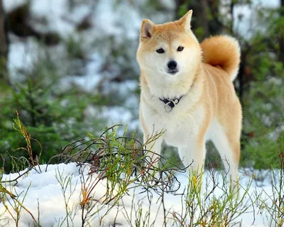 Фотография Большой японской собаки в формате webp