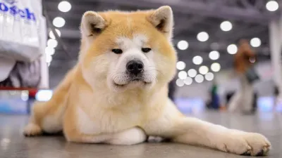 Изображение Большой японской собаки: лучшее качество