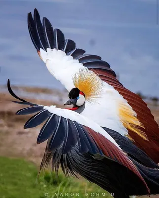 Самые красивые большие птицы - 71 фото