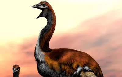 Самые крупные птицы в истории были практически слепыми «Ochkov.net»