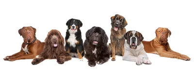Удивительная коллекция фотографий больших пушистых собак