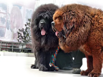 10 потрясающих фотографий больших пушистых собак