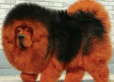Большие пушистые собаки во всей красе: прекрасные фотографии для всех возрастов