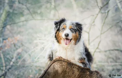 Большие пушистые собаки: привлекательные фотографии для вашего разнообразия