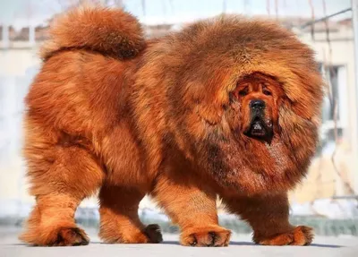 Восхитительные фото больших пушистых собак для загрузки в png