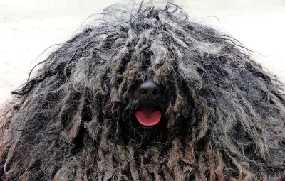 Большие волосатые собаки: фото