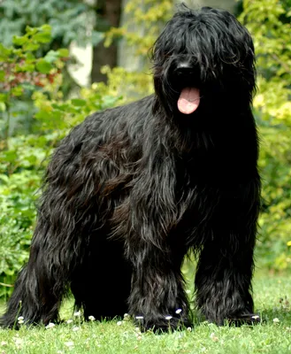 Фото больших волосатых собак