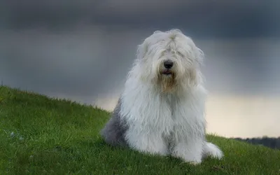 Большие волосатые собаки: изображения в формате png