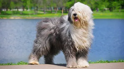 Большие волосатые собаки: фотографии в webp
