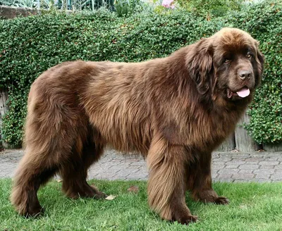 Большие волосатые собаки: изображения с высоким разрешением