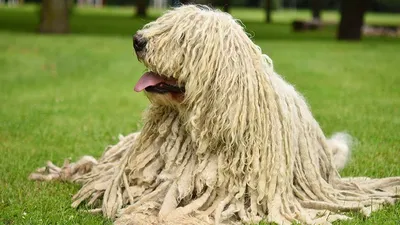 Большие волосатые собаки: фотографии в jpg