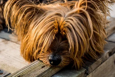 Большие волосатые собаки: потрясающие фото