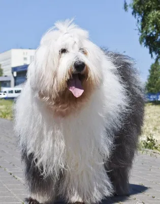 Изображения больших волосатых собак