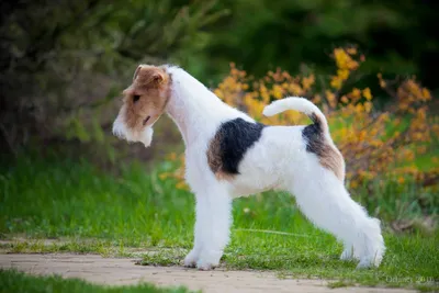Фото больших волосатых собак: изумительные картинки