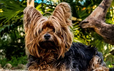 Большие волосатые собаки: скачивание бесплатно и без регистрации