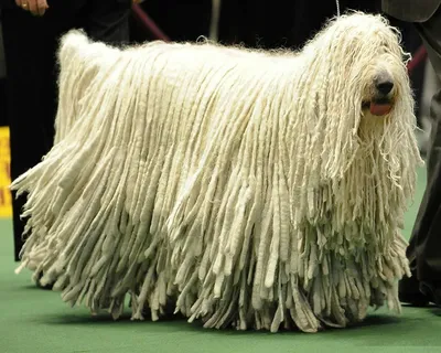 Большие волосатые собаки: набор фоновых изображений