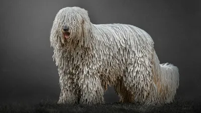 Большие волосатые собаки: коллекция изображений для скачивания