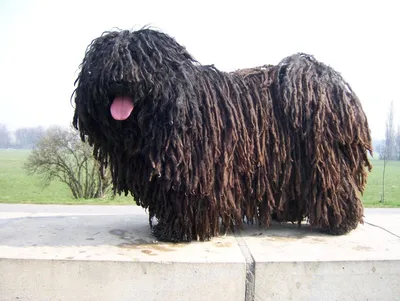 Скачать бесплатно фото больших волосатых собак