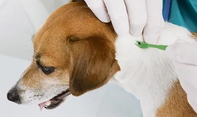Картинки боррелиоза у собак: узнавание и профилактика