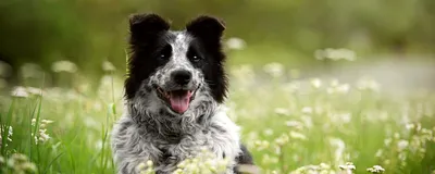 Картинки боррелиоза у собак: цель исследования