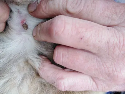 Фото лечения боррелиоза у собак в webp формате