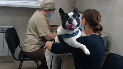 Лучшие фото симптомов боррелиоза у собак для специалистов ветеринарии