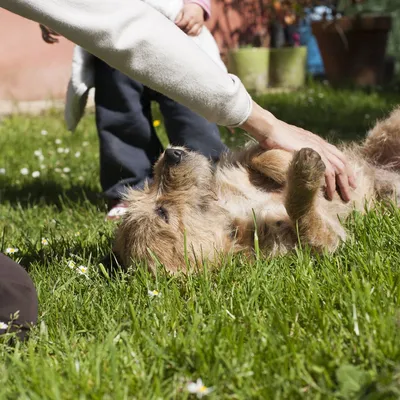 Изображения лечения боррелиоза у собак в хорошем качестве: практическое руководство