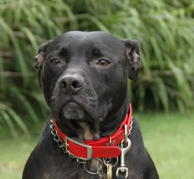 Фото Бриндизской бойцовой собаки в высоком разрешении для вашего выбора