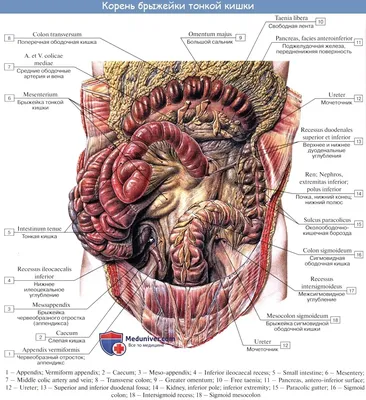 Брюшина человека фото