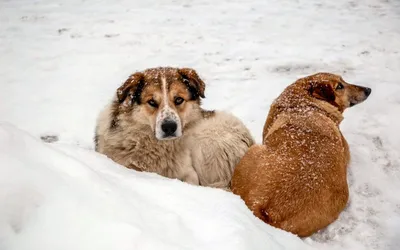 Фото брошенных собак: ужасающая реальность и надежда на счастливый конец
